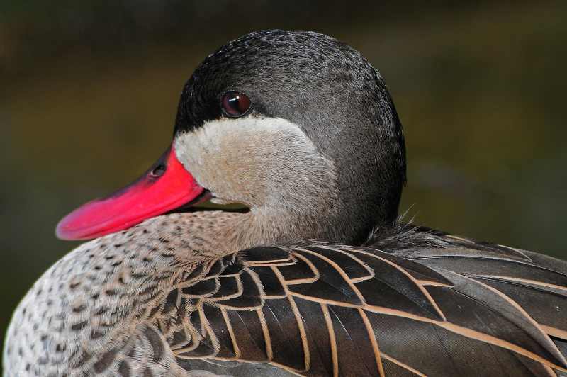 Red-billed Teal