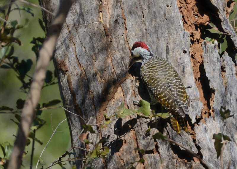 Bennetts Woodpecker