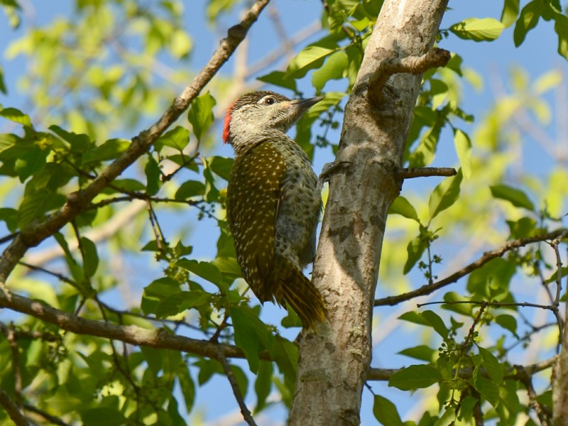 Golden-tailed Woodpecker