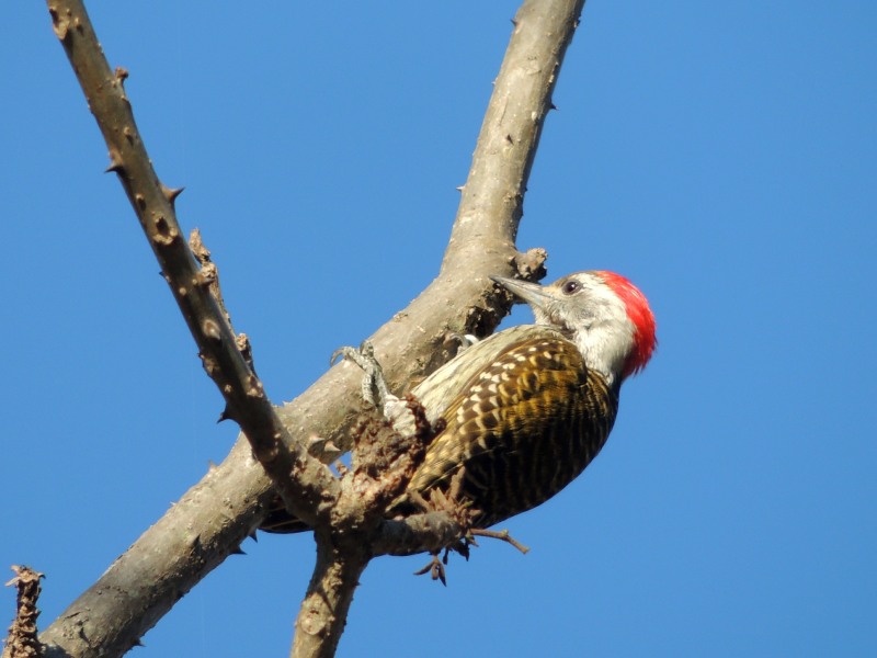 Cardinal Woodpecker