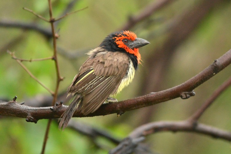 Black-collared Barbet