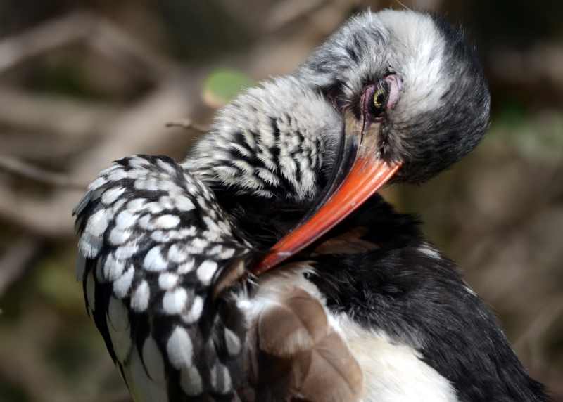 Red-billed Hornbill