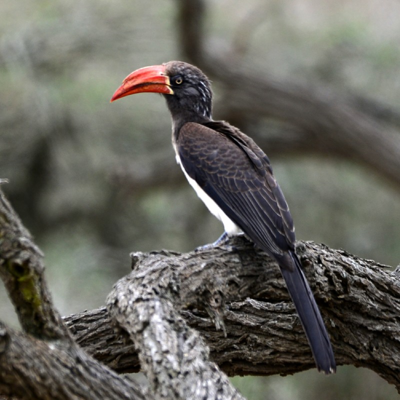 Crowned Hornbill