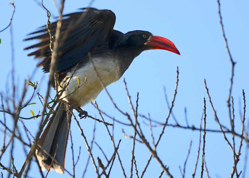 A Crowned Hornbill about to take off in Vernon Crookes Nature Reserve