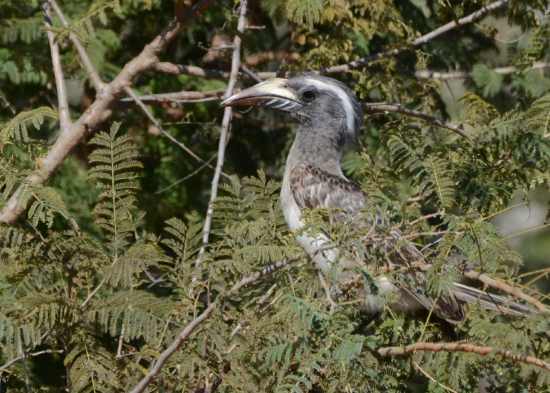 African Grey Hornbill in Kruger National Park