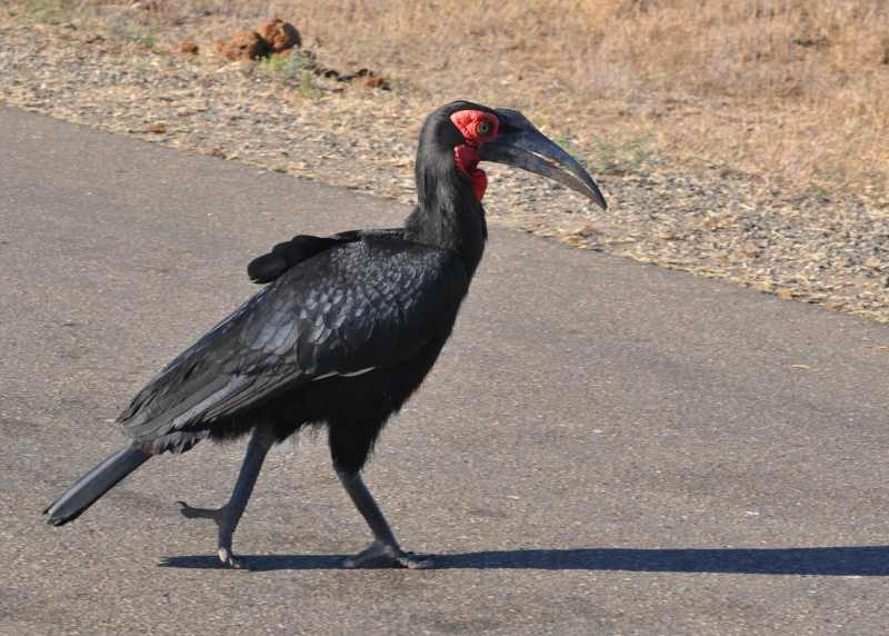 Southern Ground Hornbill in Kruger National Park