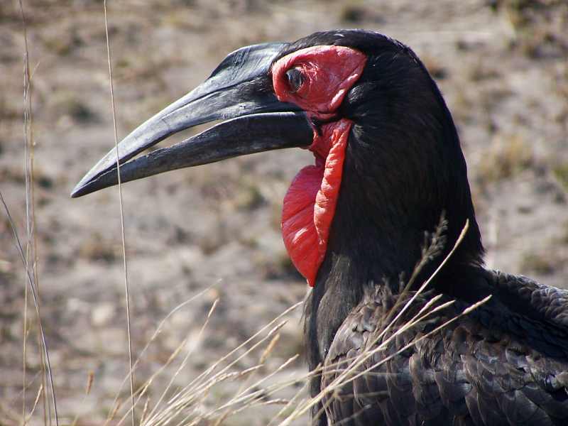 Portrait of Southern Ground Hornbill