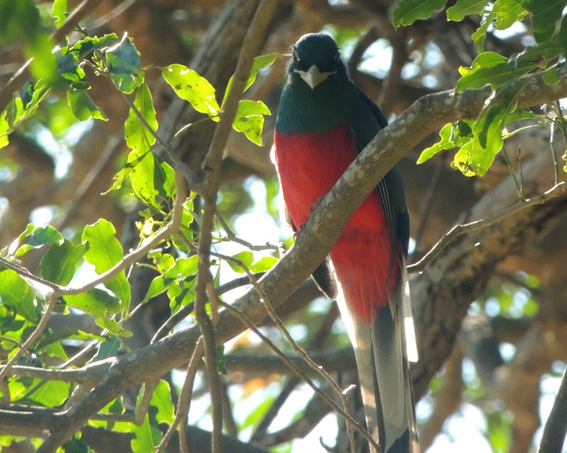 Narina Trogon