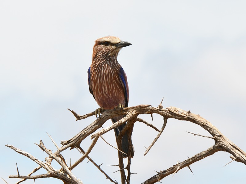 Purple Roller