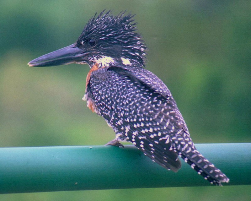 Giant Kingfisher