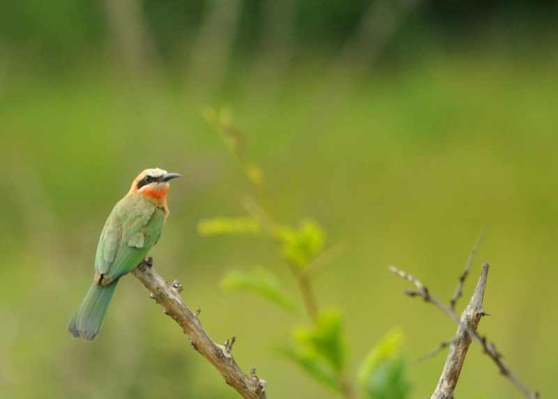 White-fronted Bee-eater