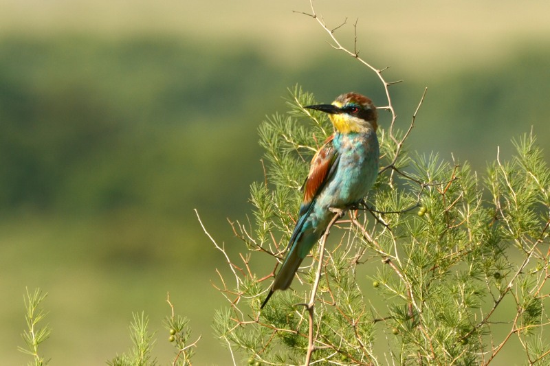 European Bee-eater