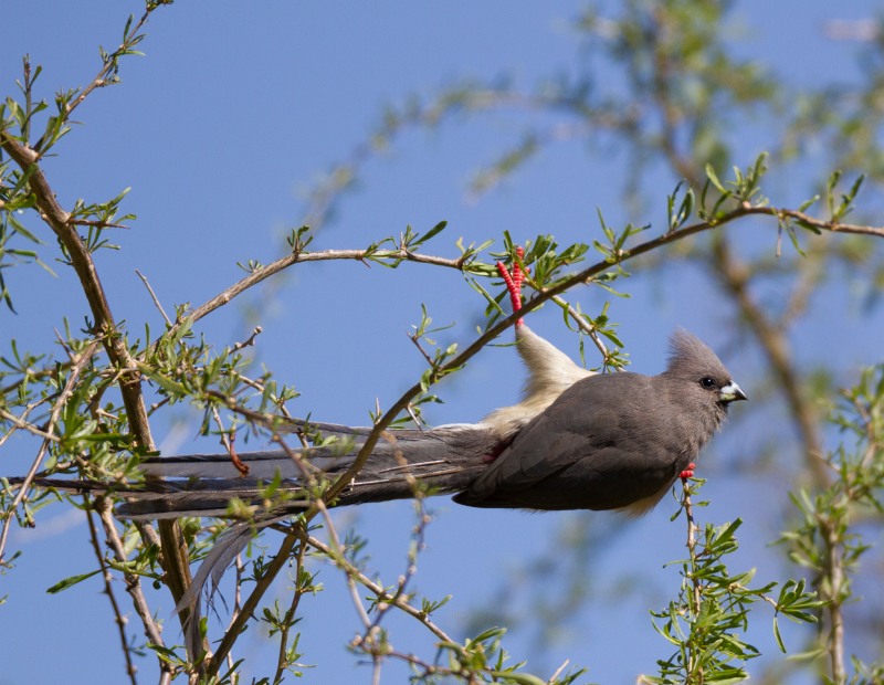 White-backed Mousebird