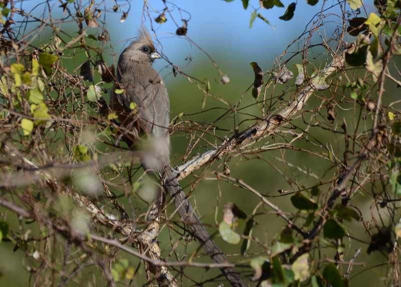 Speckled Mousebird