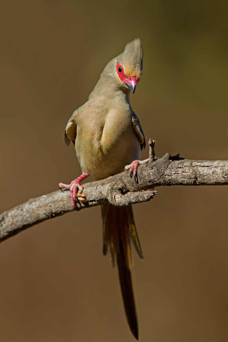 Red-faced Mousebird