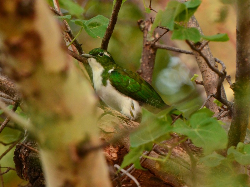 Male Klaas's Cuckoo