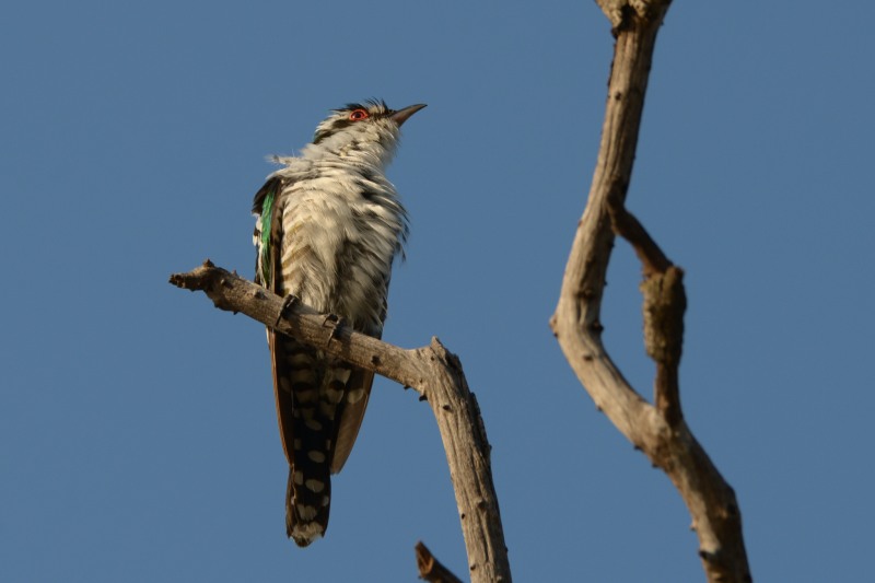 Diderick Cuckoo