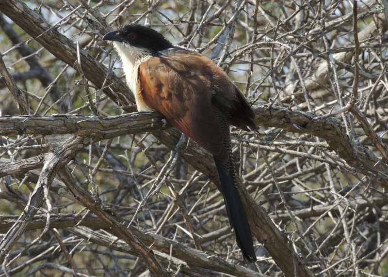 Burchell's Coucal