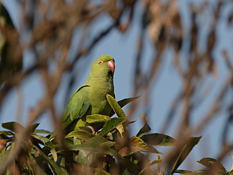 Rose-ringed Parakeet