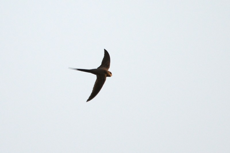 African Palm-Swift