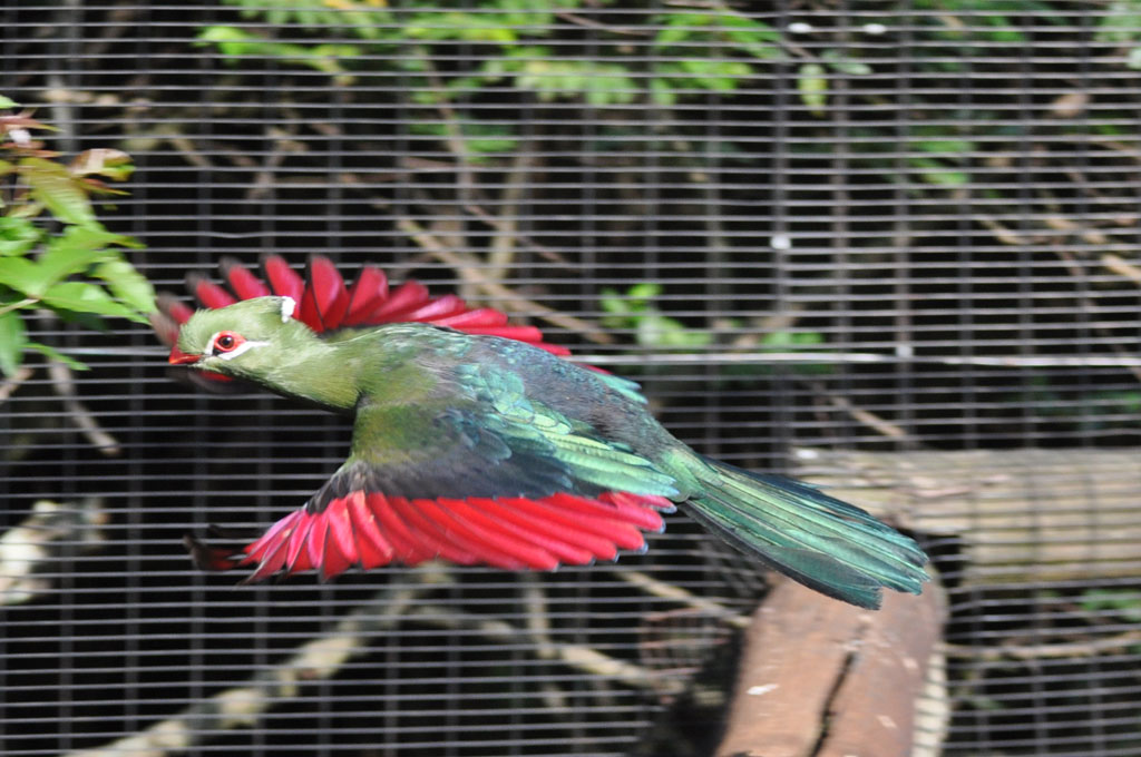 A Knysna Turaco in flight