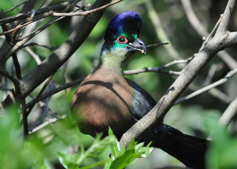 Purple-crested Turaco