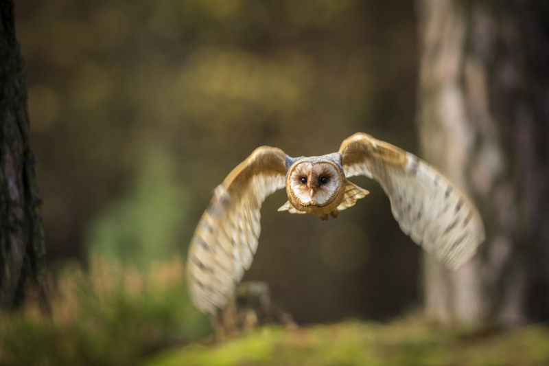 Barn Owl in flight