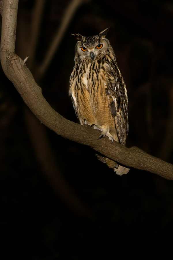 Cape Eagle-owl