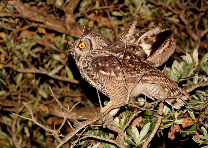 Spotted Eagle Owl