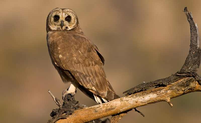 Marsh Owl