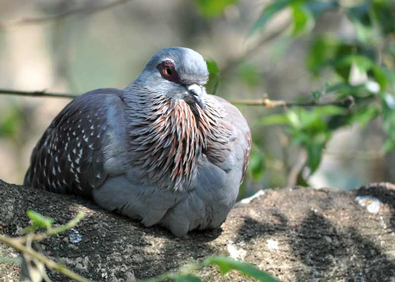 Speckled Pigeon