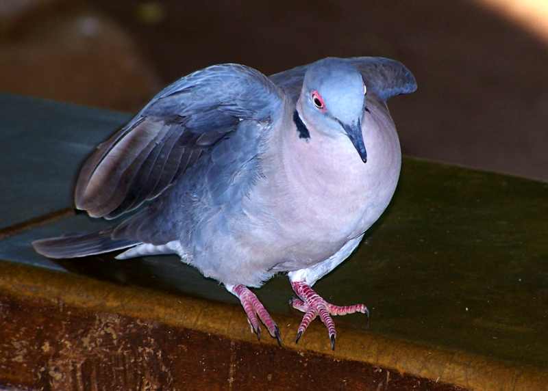 African Mourning Dove