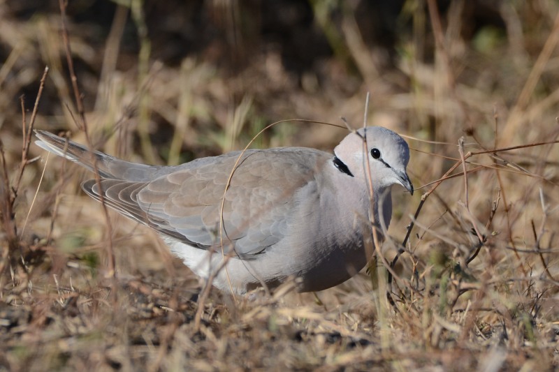 Cape Turtle Dove