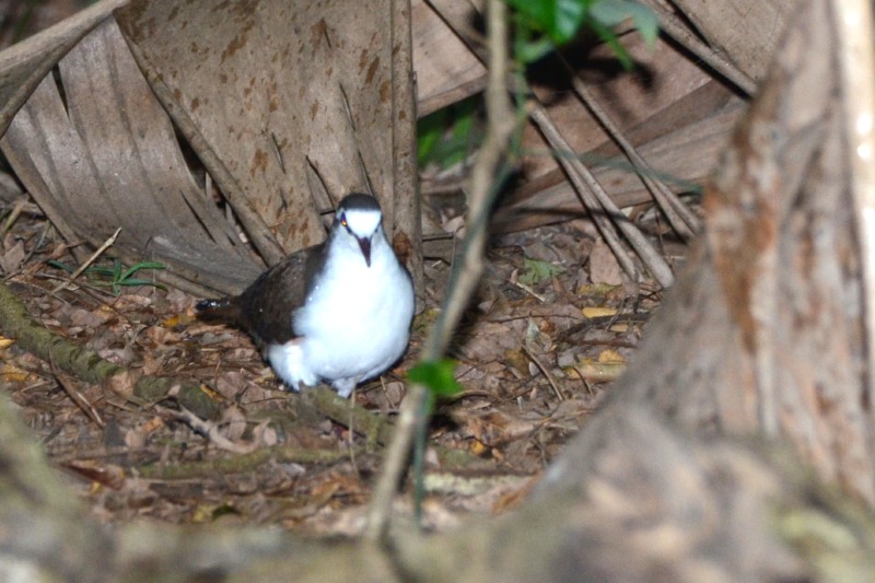 Tambourine Dove