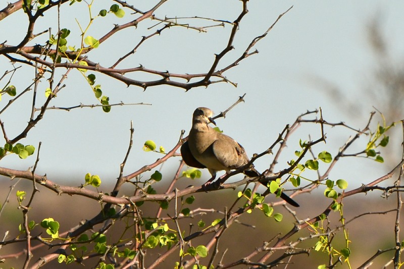 Female Namaqua Dove in Kruger National Park