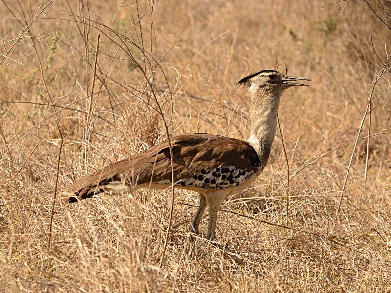 Kori Bustard