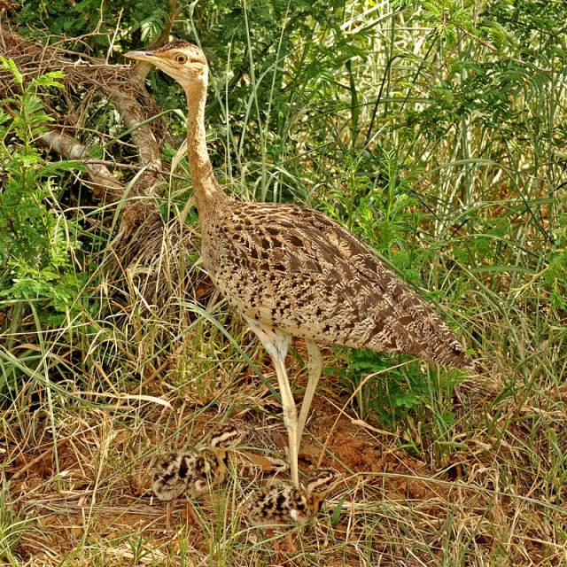 Red-crested Korhaan