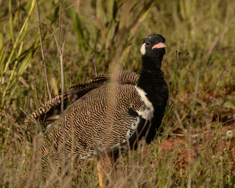 Southern Black Korhaan