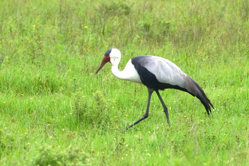 Wattled Crane