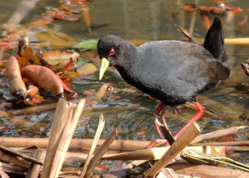 Black Crake