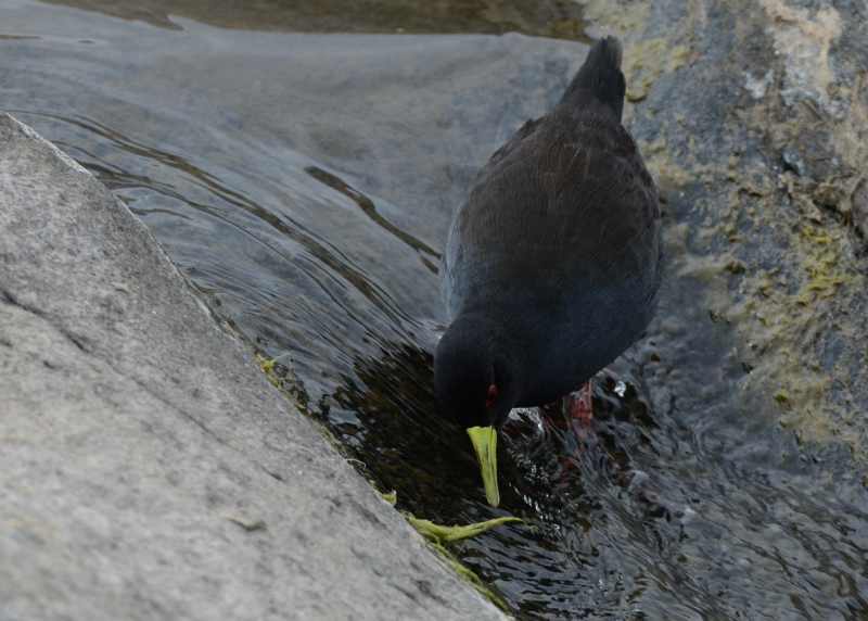 Black Crake in Kruger National Park