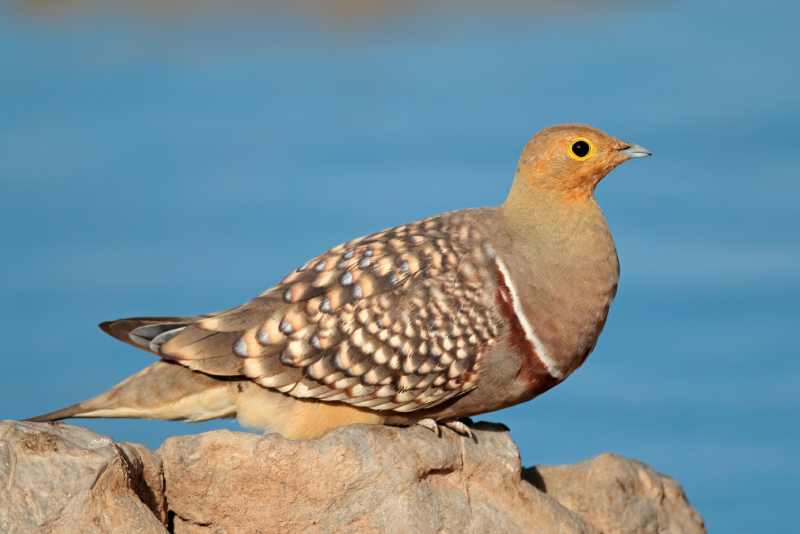 Namaqua Sandgrouse