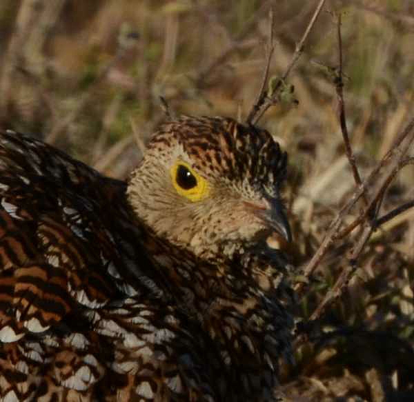 Female Double-banded Sandgrouse