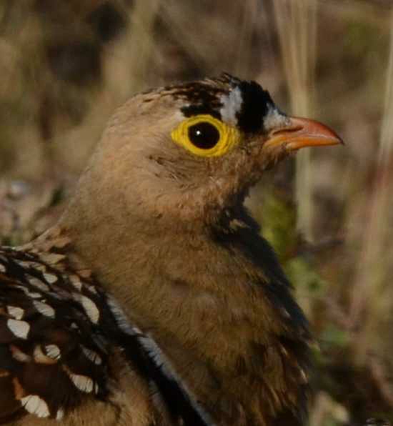 Male Double-banded Sandgrouse