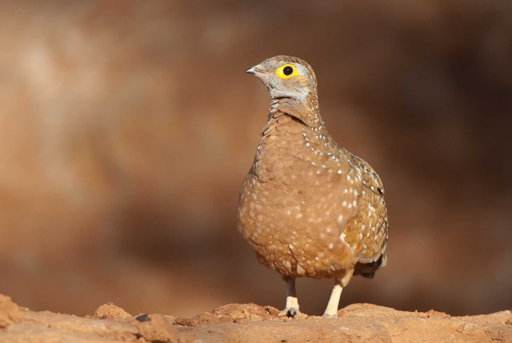 Burchell's Sandgrouse at a waterhole