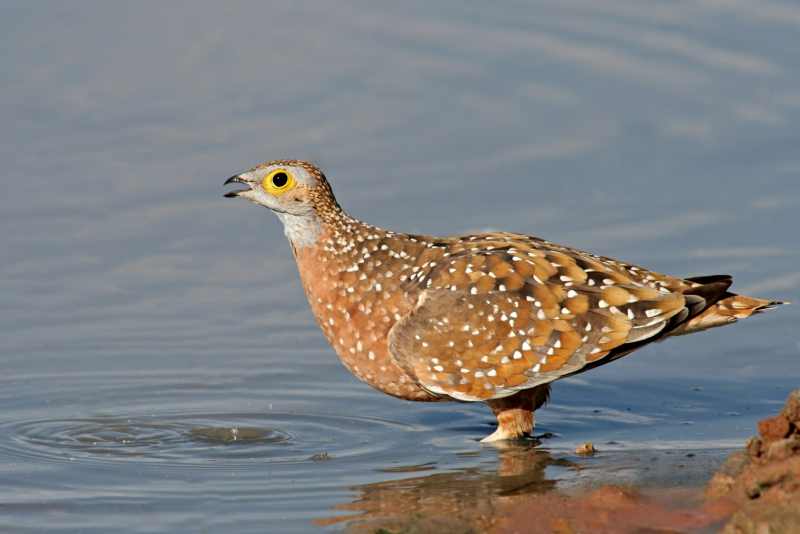 Burchell's Sandgrouse at a waterhole