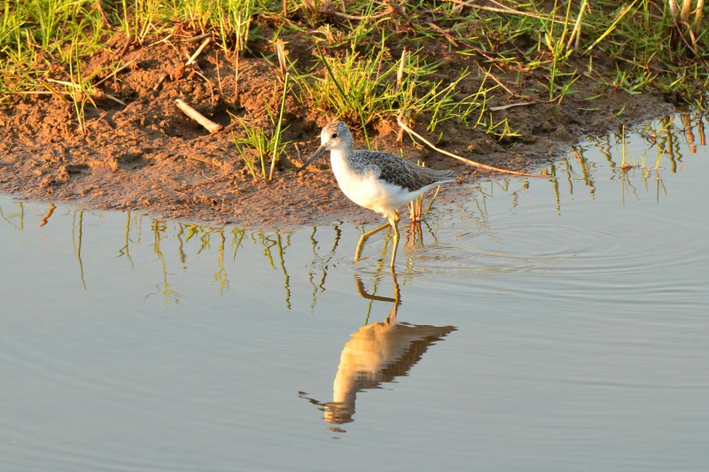 Tringa nebularia