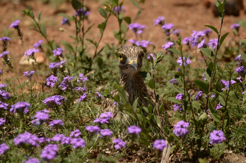 Spotted Thick-knee