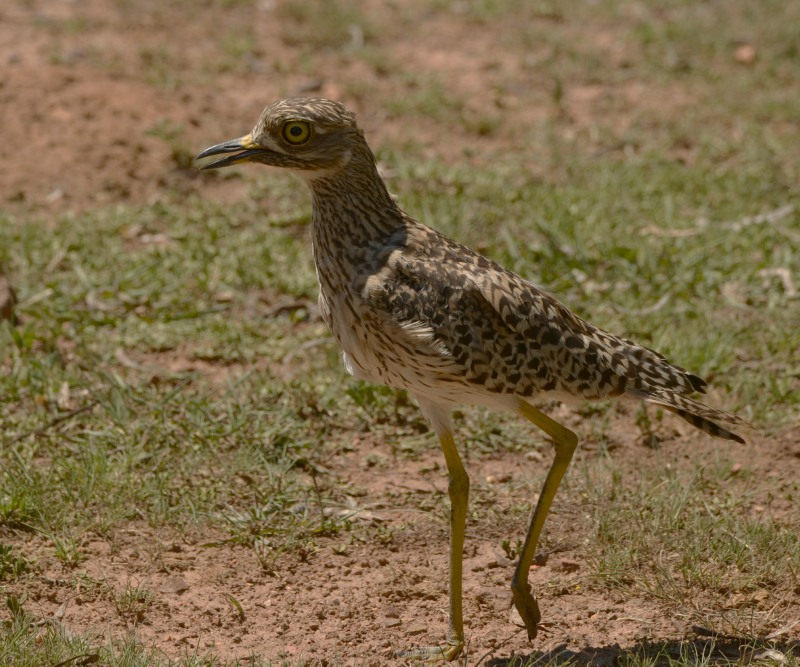 Spotted Dikkop