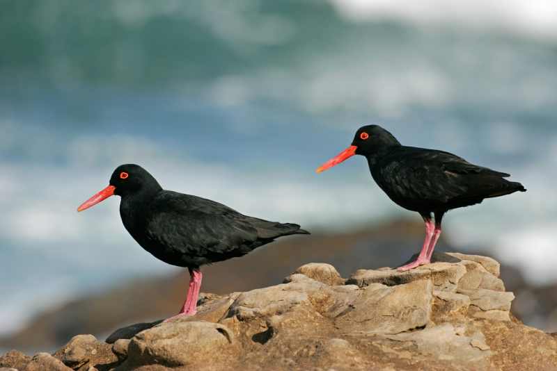 African Black Oystercatchers on rocks